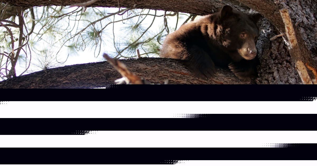 Black bears invade Lake Tahoe homes as break-ins surge and locals fortify defenses