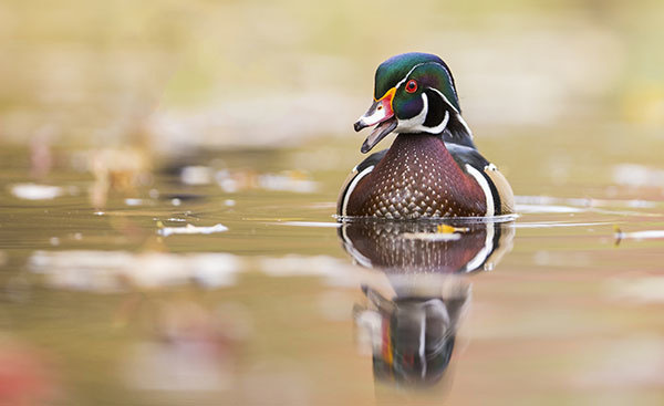 Streams of Thought: Minnesota duck opener lived down to expectations; but a good pheasant opener awaits?