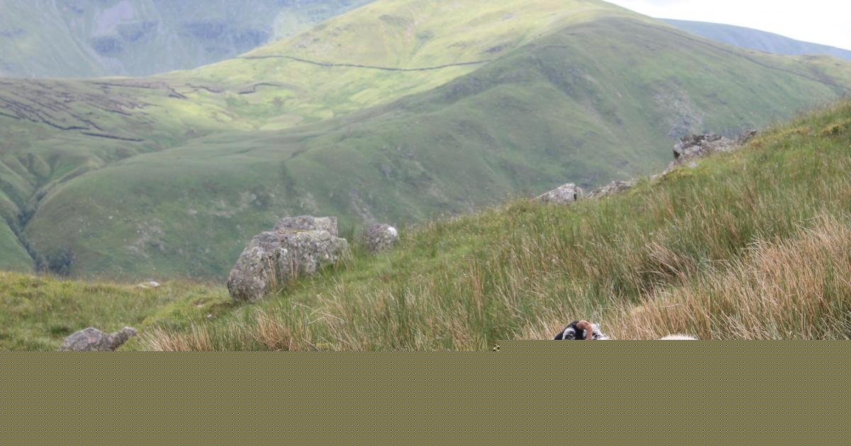 Sheep farmers urged to be vigilant for signs of deadly gut worm