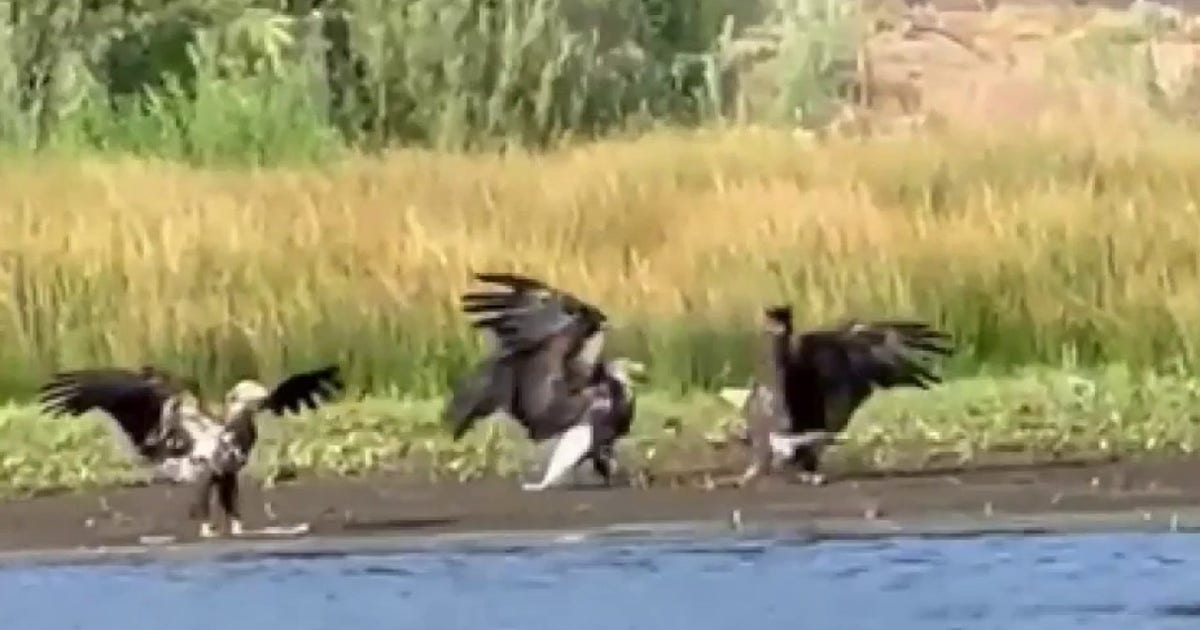 Territorial battle leaves Big Bear bald eagle Jackie fighting for life, new video shows
