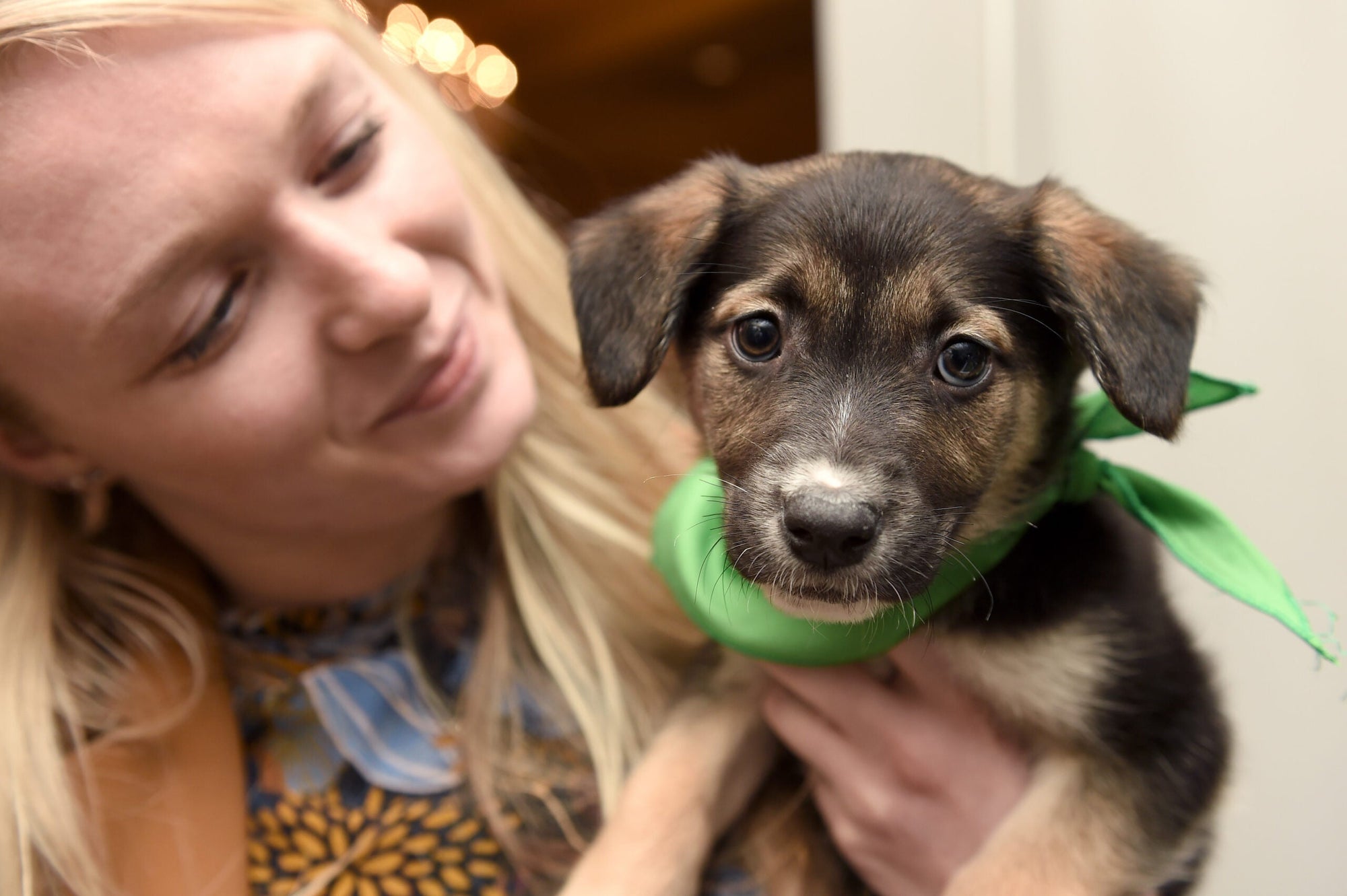 Cape Coral Animal Shelter Hosting Puppy Bowl On Super Bowl Sunday