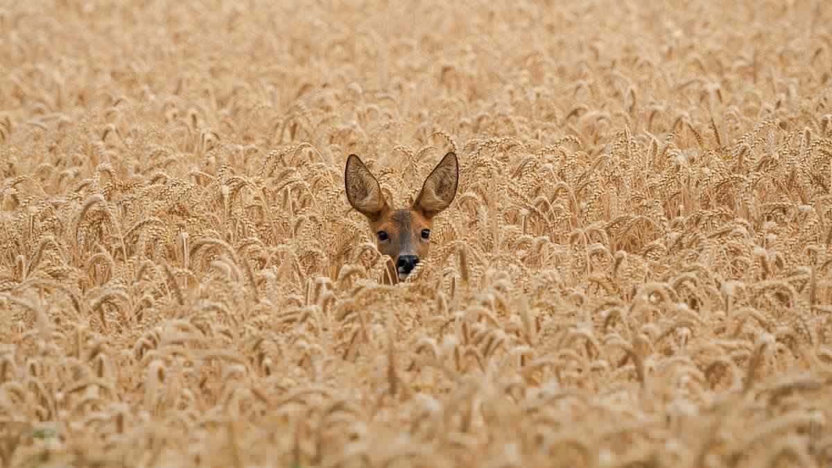 Oh DEER! Doe is spotted with her fawn in a field of wheat