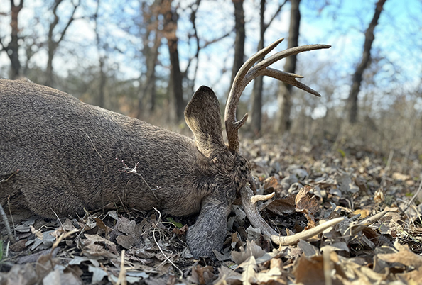 Minnesota company, Priogen, makes CWD testing more accessible for hunters