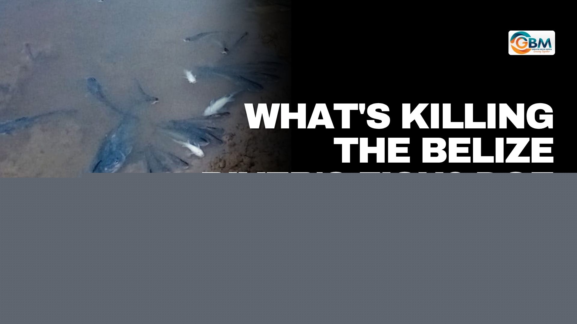 What’s Killing the Belize River’s Fish? DOE Issues Warning