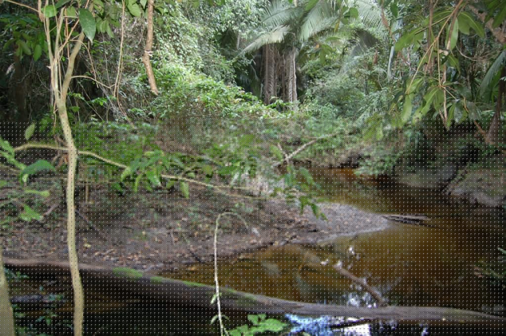 Comment on land-for-sale-in-belize-buy-belize-real-estate by Jenine D'Arey - Meyer