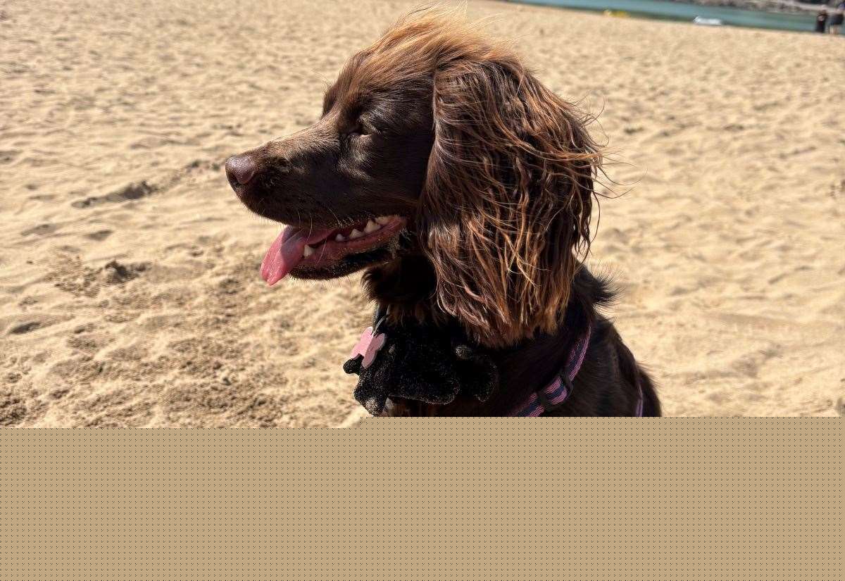 Dog owner’s grass seed warning after death of beloved cocker spaniel Harper