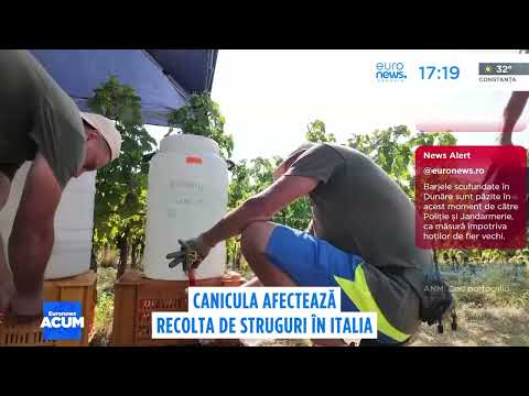 Din cauza caniculei, strugurii s-au copt prea devreme în Italia, lider mondial pe piața vinului