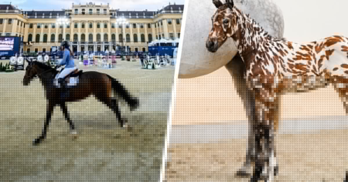 Auftritt in Schönbrunn - Einmalig! So ein Fohlen haben Sie noch nie gesehen