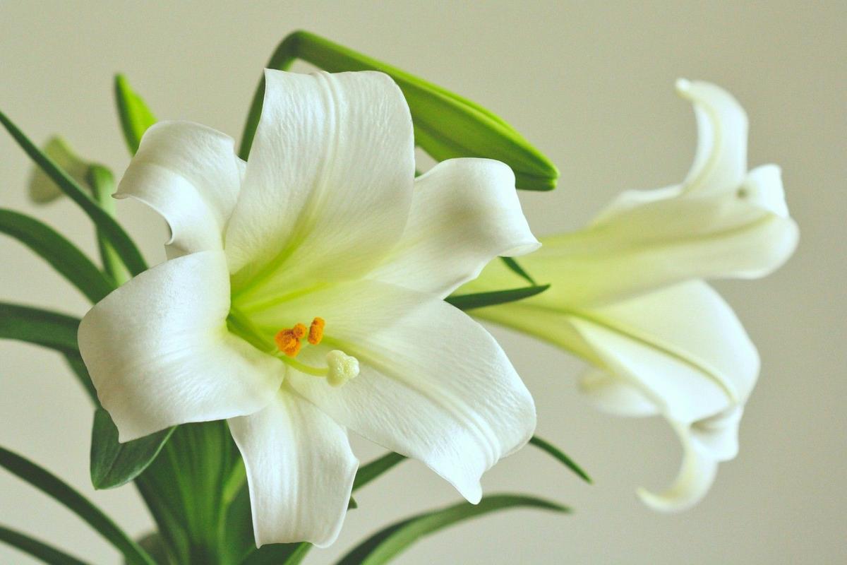 Laura Dorothy Theisen, 81, Richmond