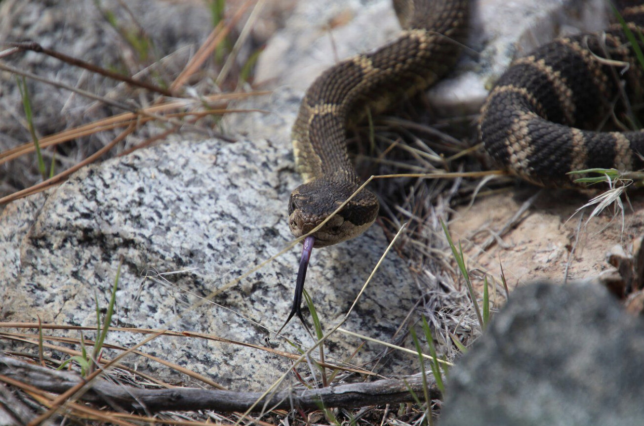 Feds commit funding to Indigenous-led South Okanagan study of rattlesnakes (Oliver/Osoyoos)