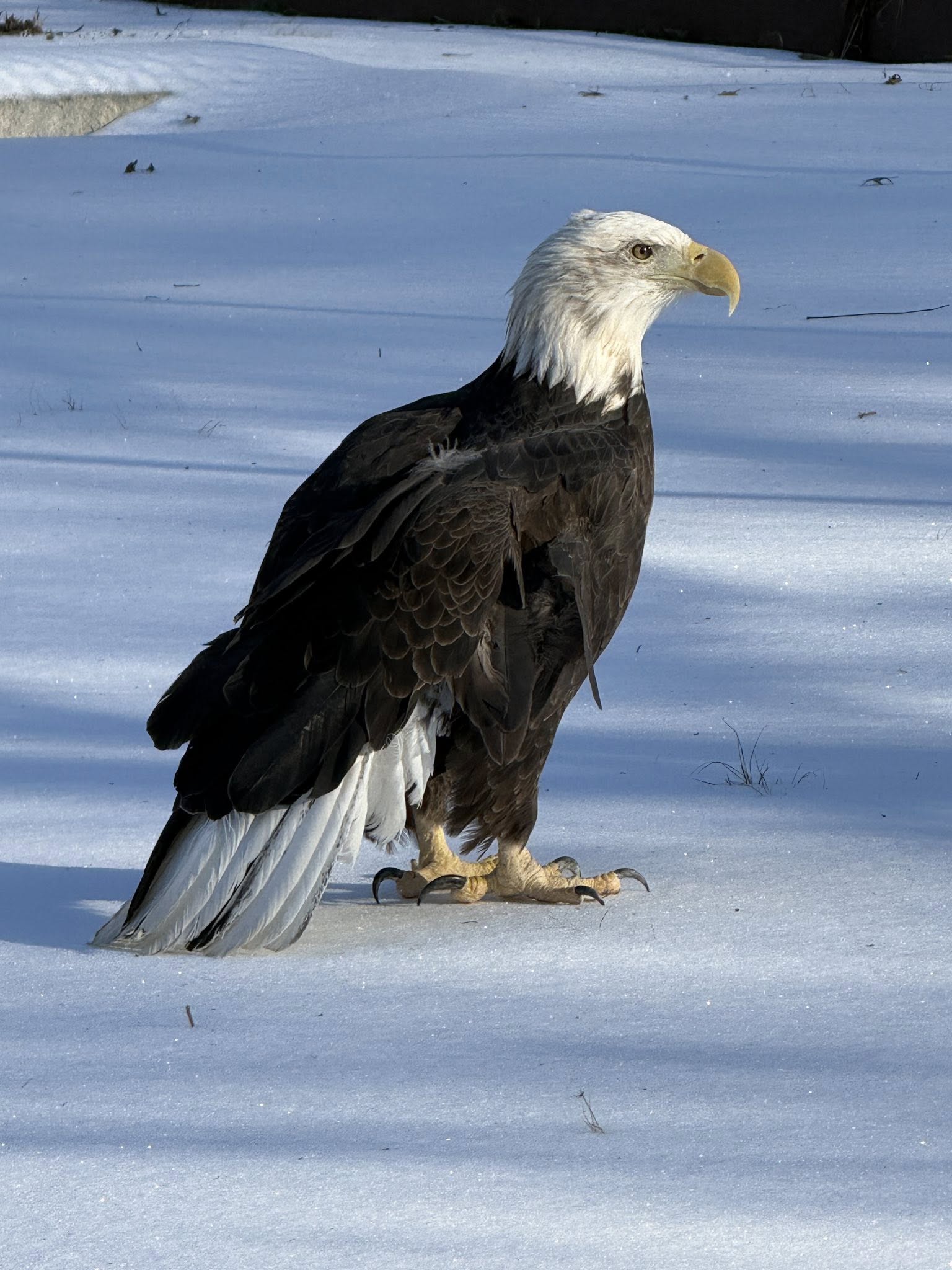 Weather will not stop Eagle Fest this weekend at Reelfoot Lake