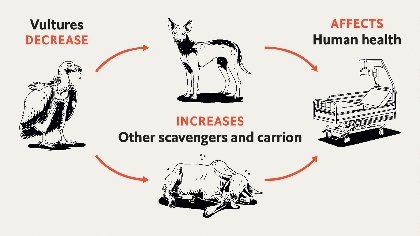 The sudden demise of Indian vultures killed thousands of people