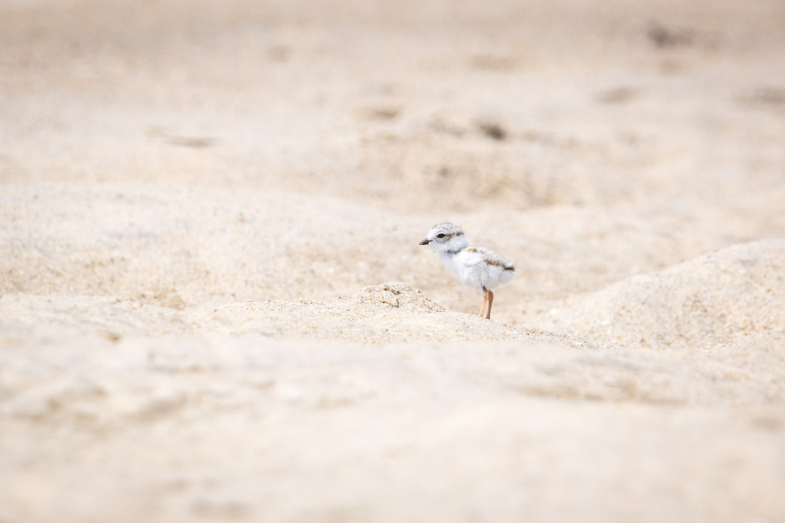 Federal Government Weakens Habitat Protections Under Endangered Species Act