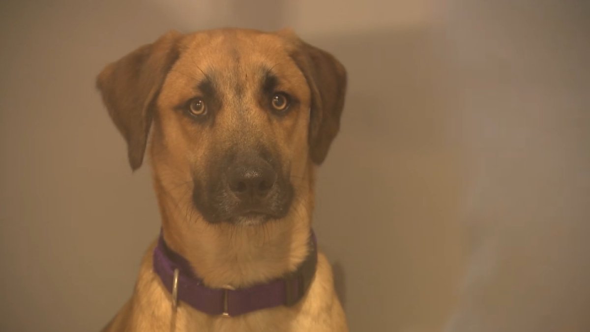 San Diego Humane Society necesita con urgencia adoptantes por falta de espacio