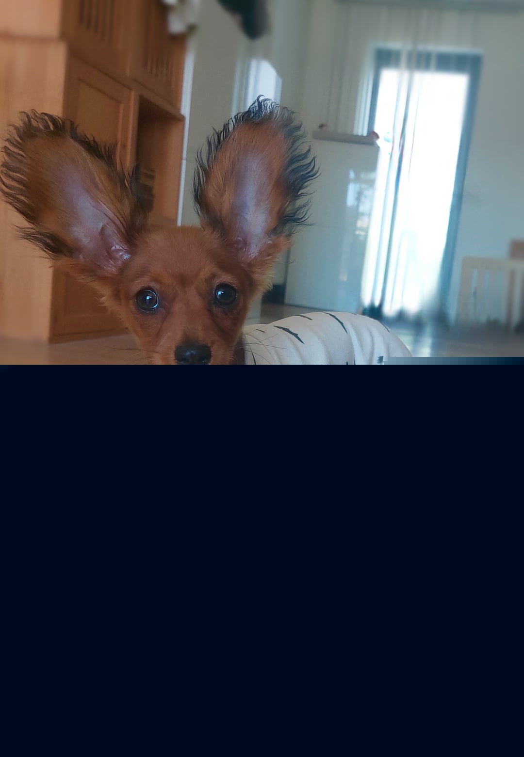 Dogs - This dog's ears