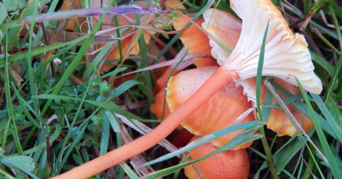 More than 40 unique fungi site found in North Yorkshire grasslands