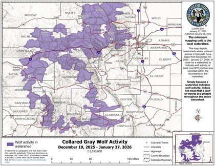Wolf activity in January includes territorial movements as well as broad exploration in the southwest