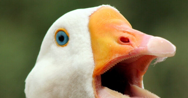 WATCH -- 'Hero' Goose Alerts Texas Family to Fire: 'He Was Sounding the Alarm'