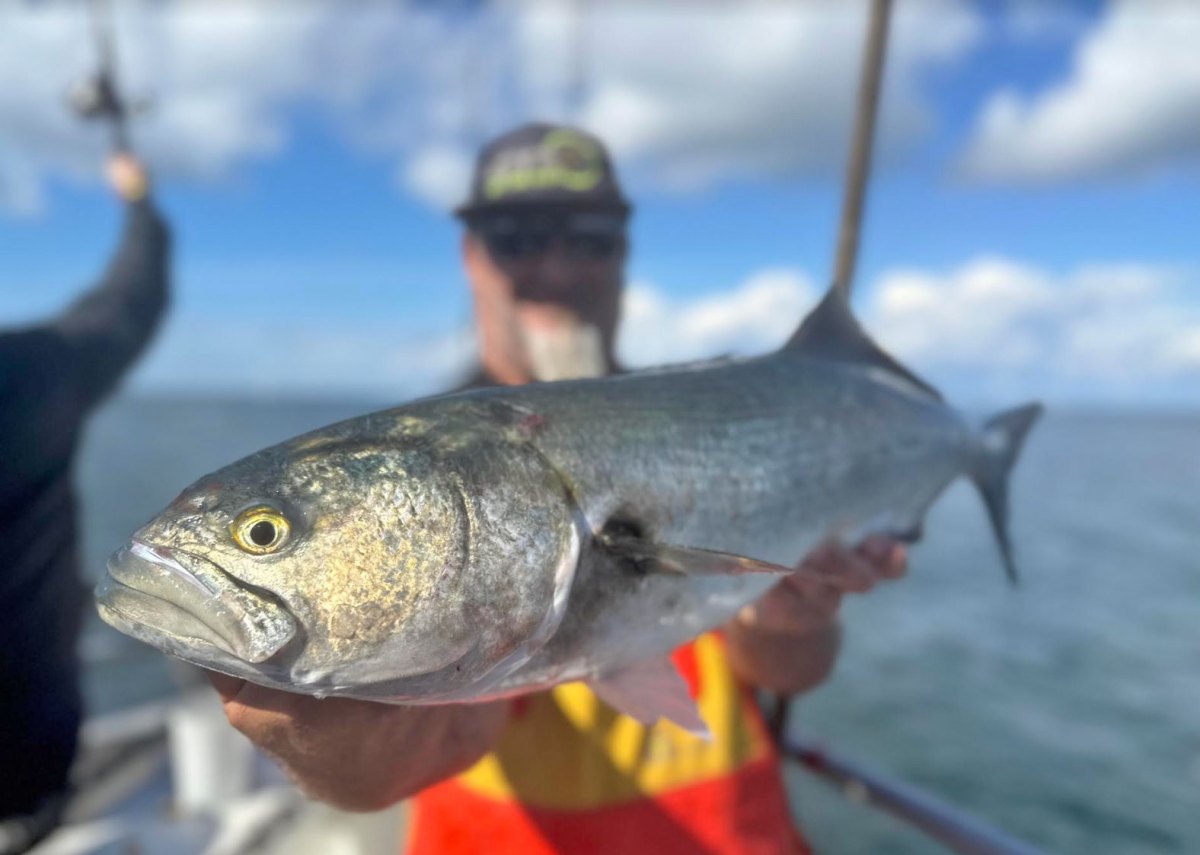 Blue Murder: Chasing a Bluefish Blitz Is the Ultimate Saltwater Adrenaline Rush
