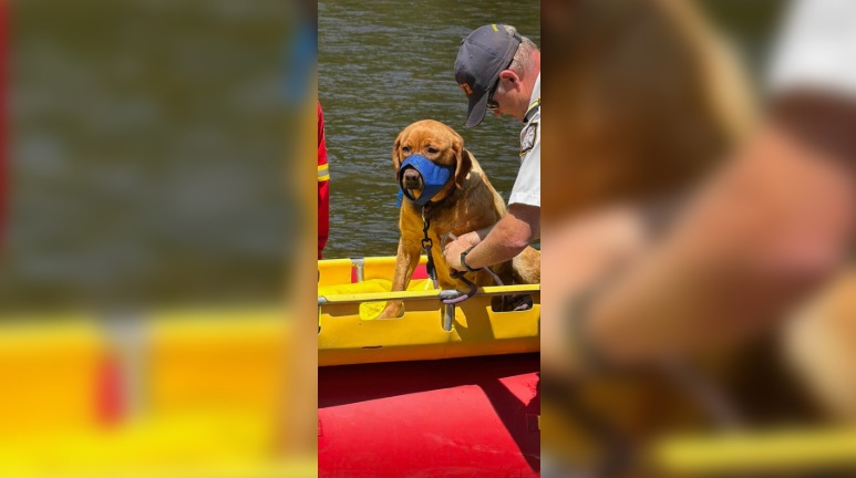 ‘It’s a miracle’: Dog survives 60-foot fall at Ontario gorge