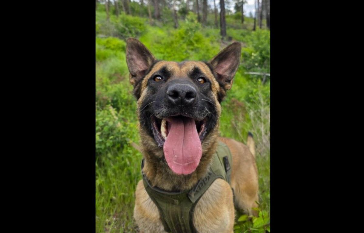 Kootenai County Suspect Fatally Shot, But Not Before He Shot K-9 Several Times