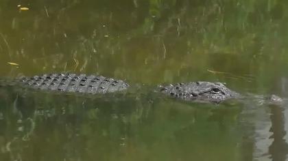 Florida man accused of illegally killing 13 alligators