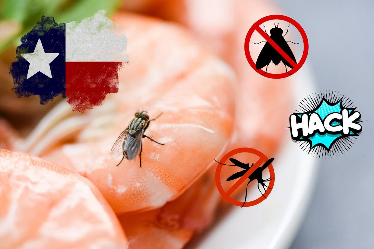 Texans Are Sharing a Simple DIY Trick to Help Get Rid of Flies