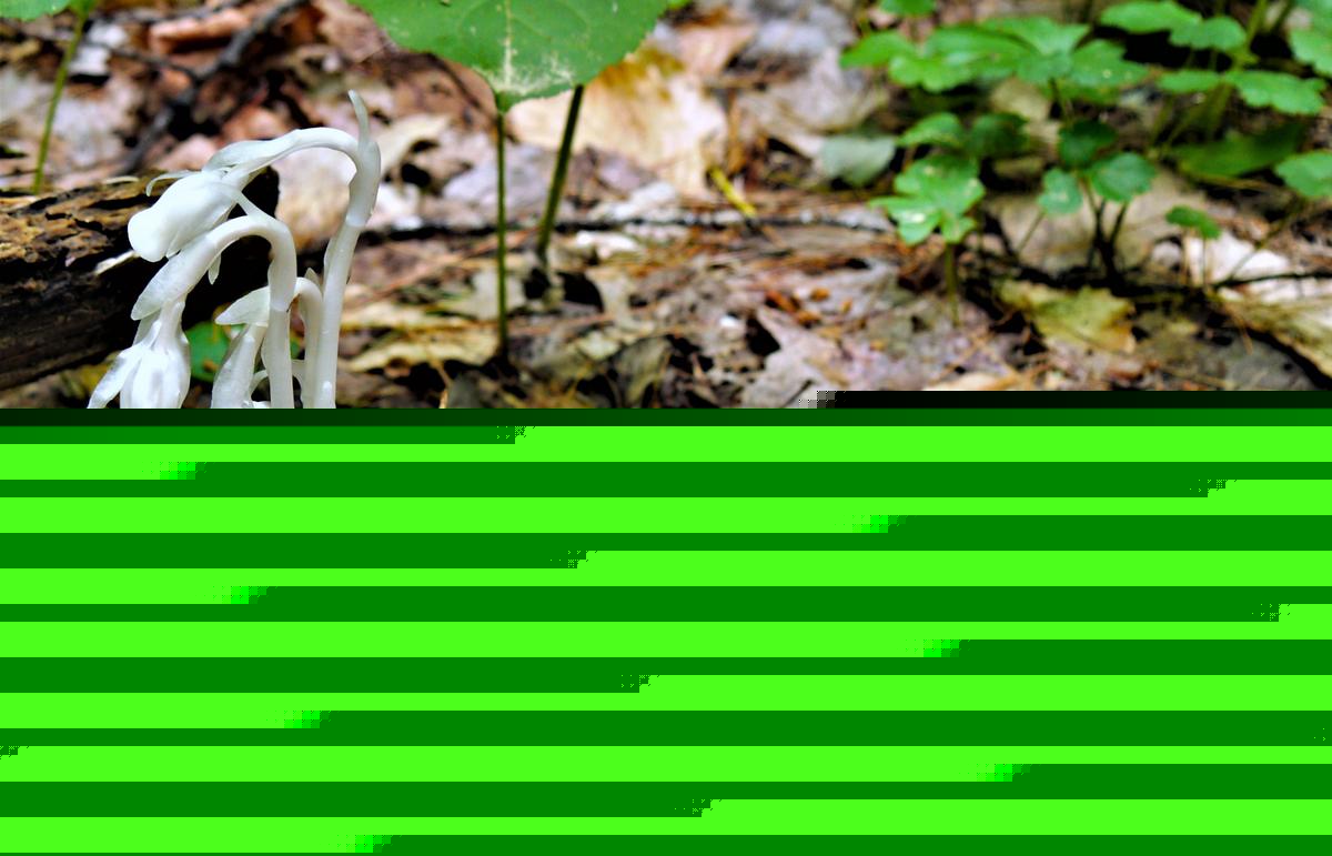 This May Be Indiana's Weirdest Native Plant