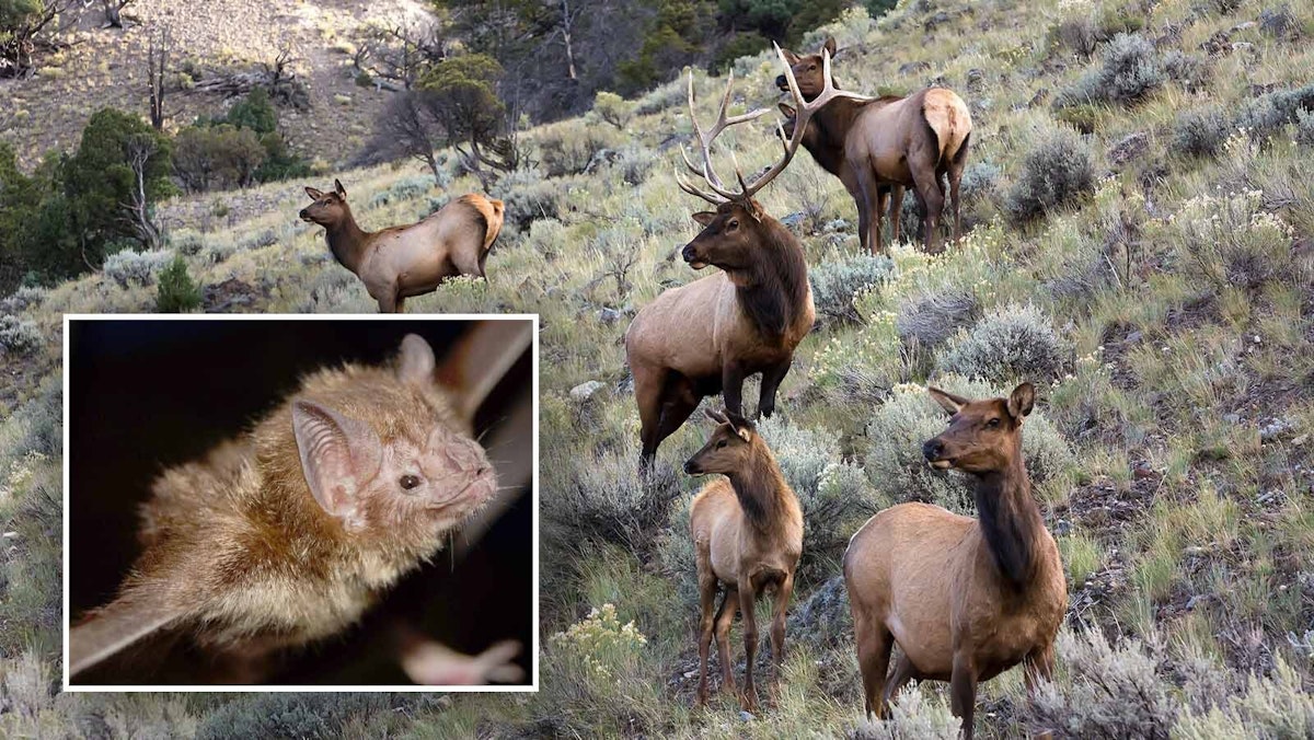 Biologists Concerned Vampire Bats Could Transmit Chronic Wasting Disease To Cattle, Humans