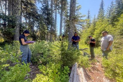 Invasive fruit fly hits the Yakama Nation’s huckleberry fields