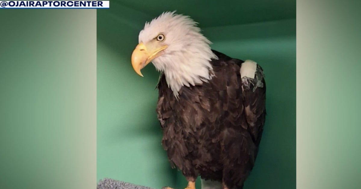 Big Bear bald eagle Jackie faces setback in recovery at Ojai Raptor Center