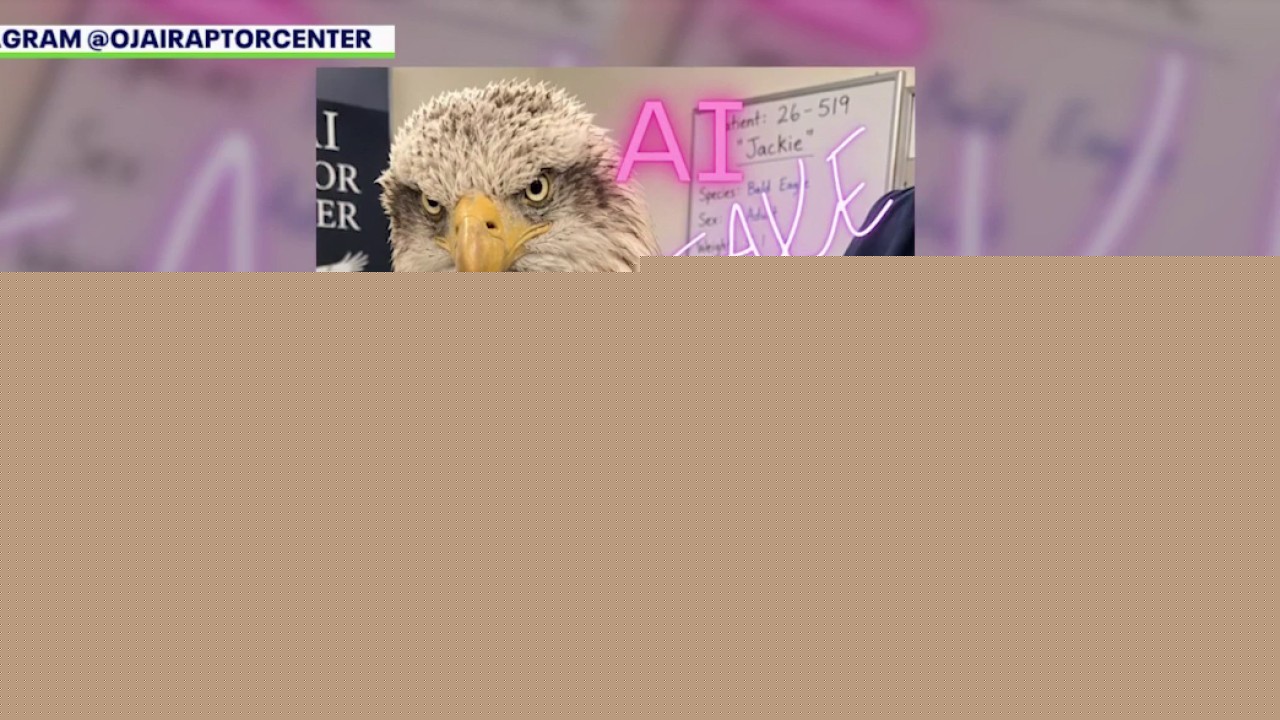 Do not share fake images of Jackie the bald eagle