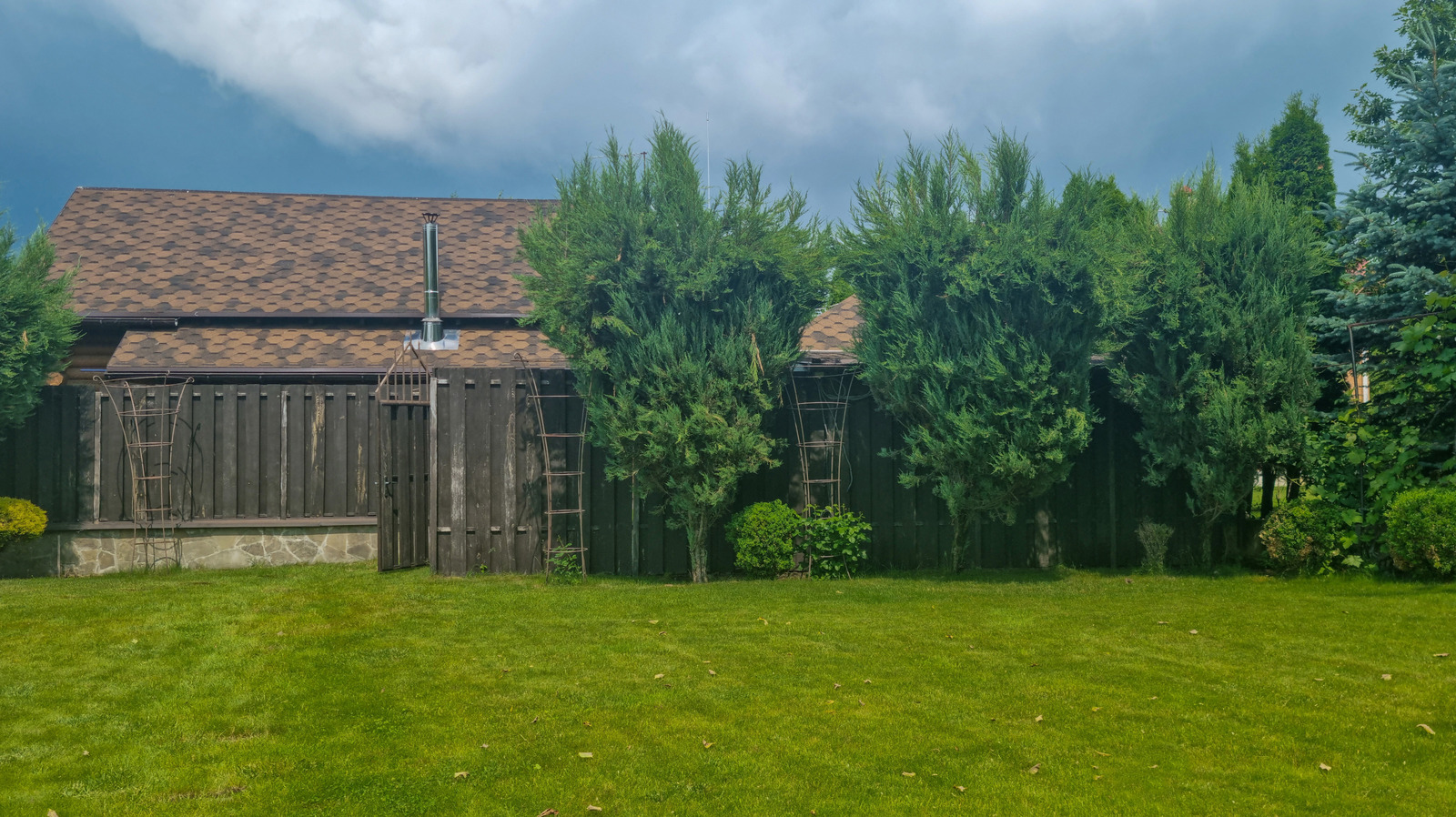 The Sculptural Evergreen Tree That Prevents Erosion And Creates Backyard Privacy