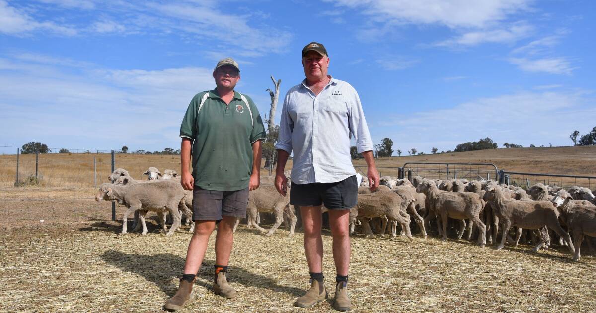 'Love, support, and grain': Crookwell woolgrowers tough it through the dry