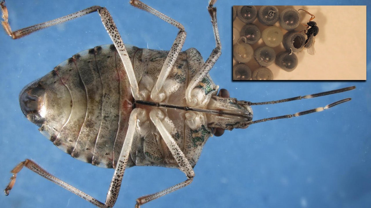 Stink bugs invading Michigan homes: Why invasive pest come inside and what controls them