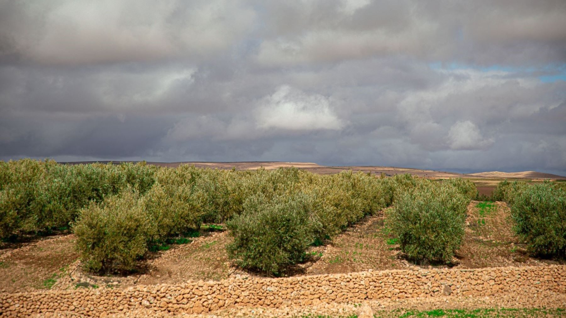 Las cenizas del olivar limpian la contaminación minera al neutralizar aguas ácidas y recuperar suelos degradados