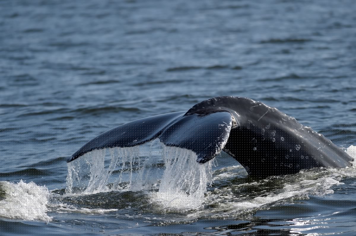 Nueva York alcanza un hito: avistan la ballena jorobada número 500 en sus aguas
