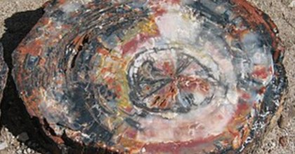 Start-up successfully recreates wood petrification process