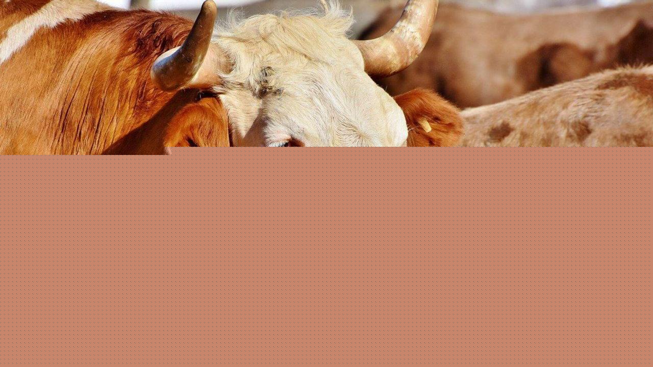 Tajikistan highlights livestock's role in agricultural expansion