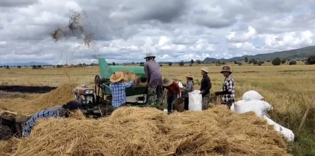 Rice Farmers Hope to Sell Paddy to Repay Harvesting Costs