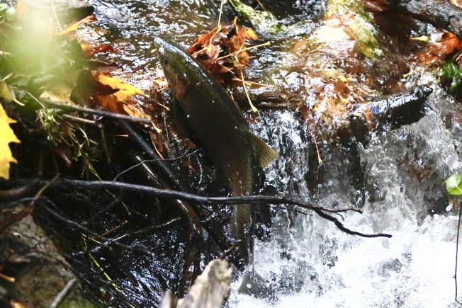Comment on FOLLOWUP: Longfellow Creek still lethal to more than half its returning salmon, says the latest survey – but ‘solutions exist’ by Jethro Marx