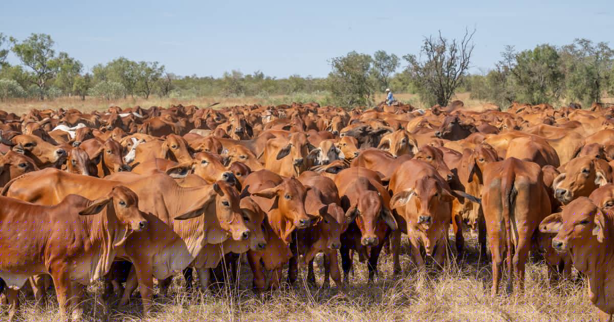 Processors get selective as winter conditions reshape our cattle market