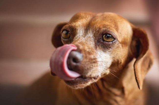 The Yappy Little Dog Syndrome