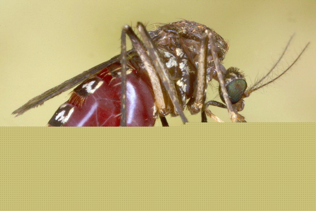 What Parts of Louisiana Have More Positive West Nile Tests in Mosquitoes