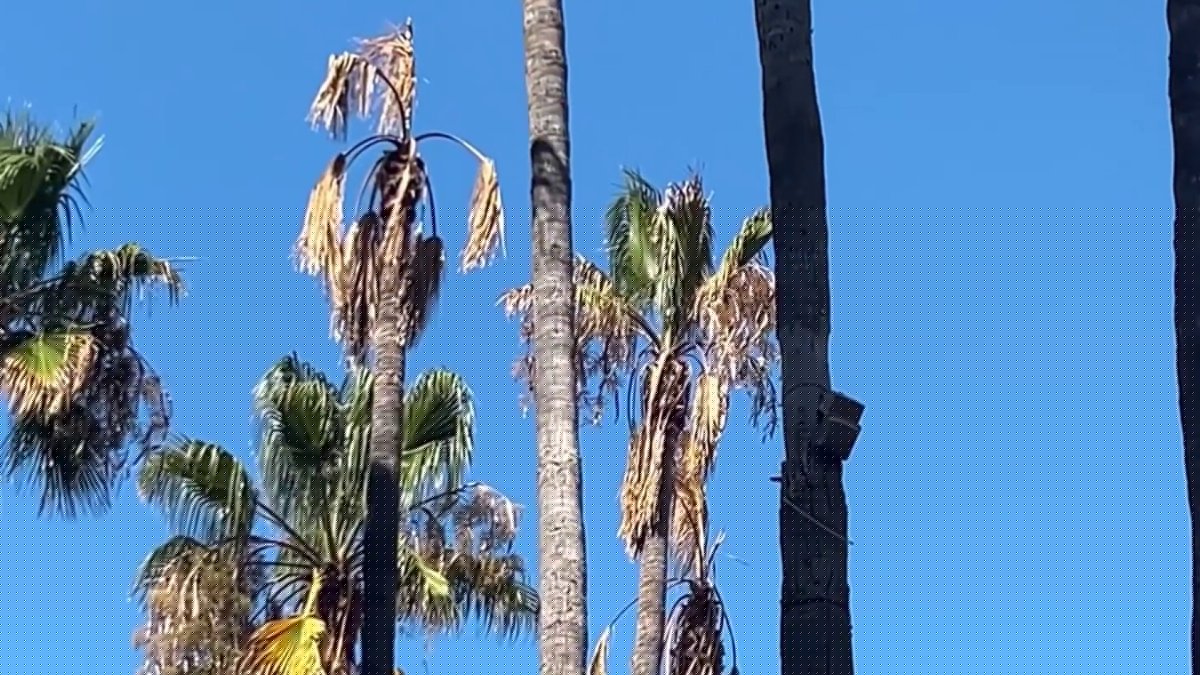 San Jose's Circle of Palms Plaza closed over concerns about dying trees