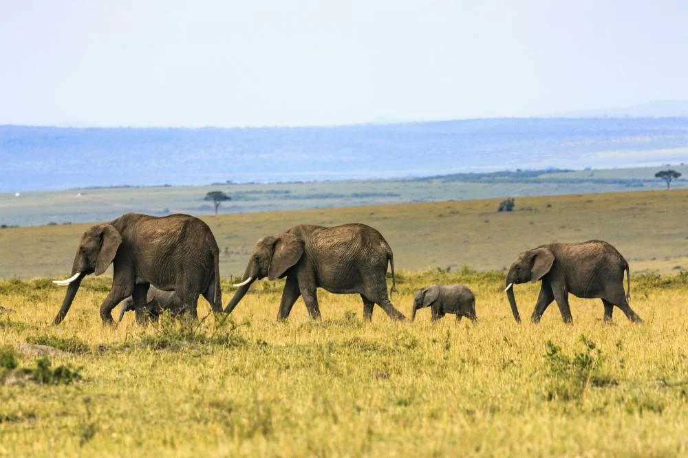 The deaths of 15 elephants in Kenya's Amboseli National Park spark investigation