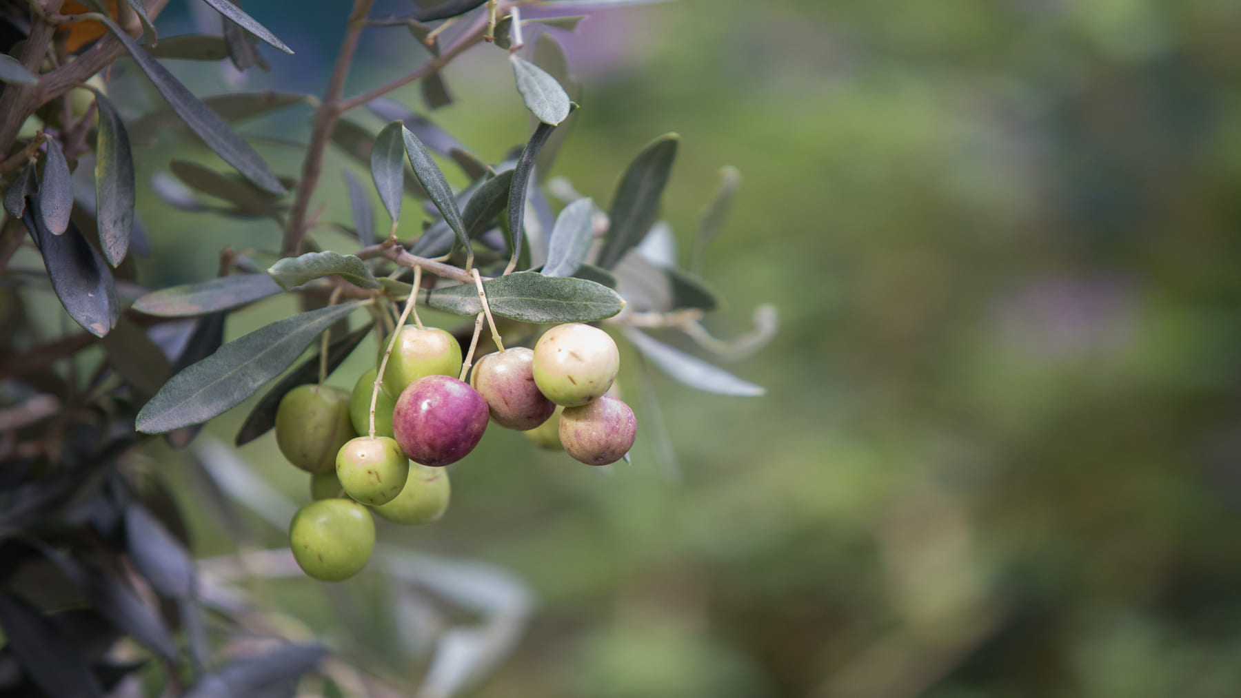 Cómo el campo español cambia de cultivos por el cambio climático: menos algodón y más olivar y hortalizas