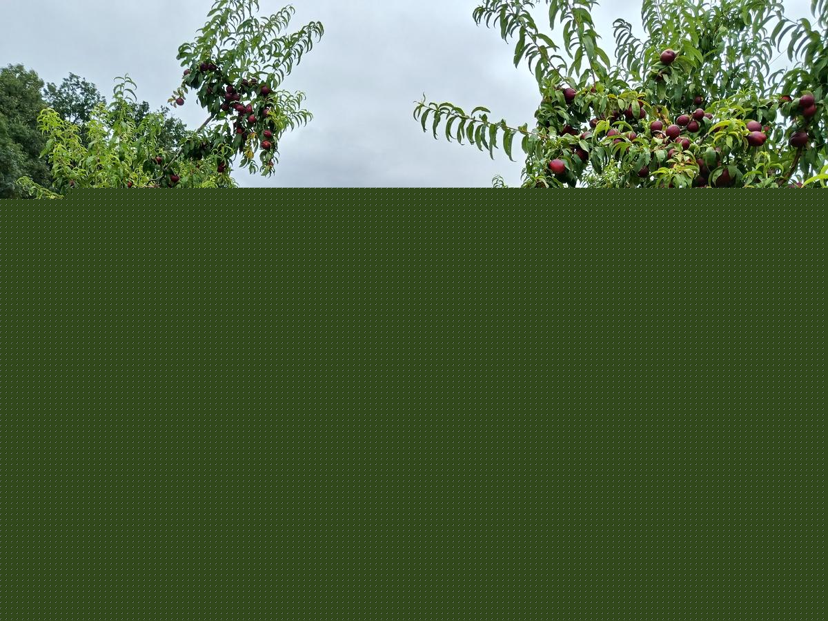 Melons, nectarines : ceux qui se cachent derrière les stars de l’été