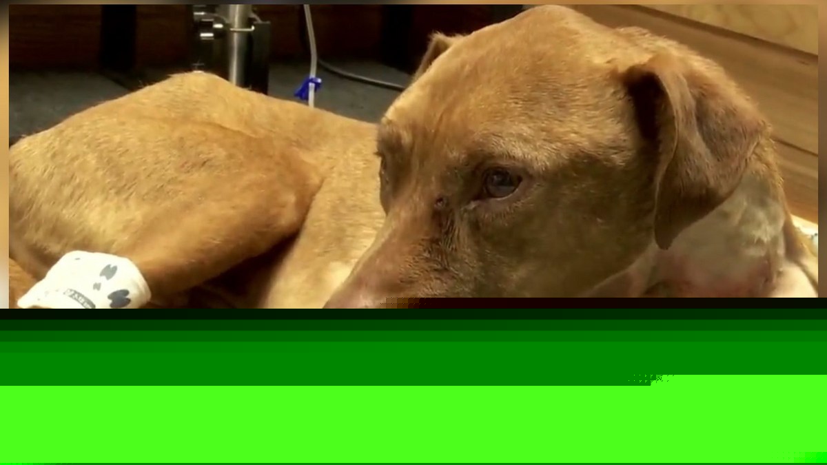 $2,500 Reward Now Offered In Horrific Wisconsin Dog Abuse Case