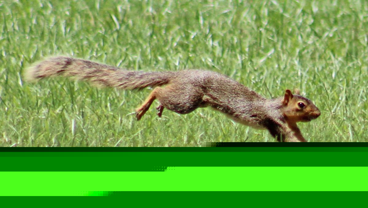 Around Town: Squirrel!